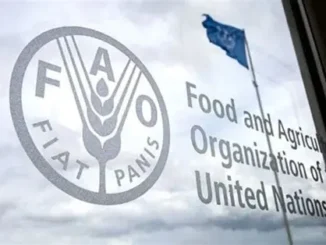 FAO Emergency Coordinator Job 2026: Apply for Emergency Response Role in Various Locations